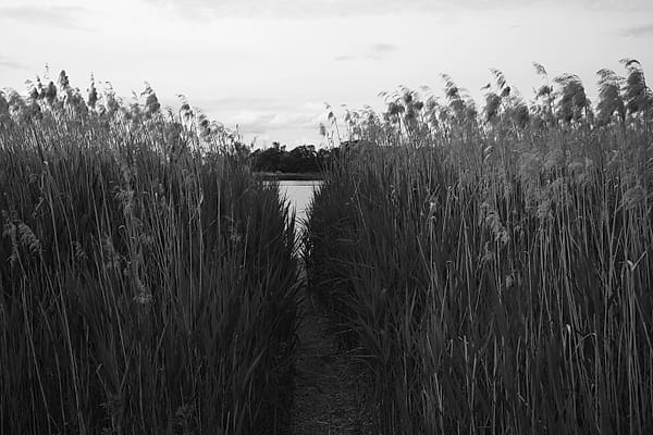 The Reed Pathway - A serene monochromatic landscape invites the viewer down a narrow, natural corridor toward a distant body of water