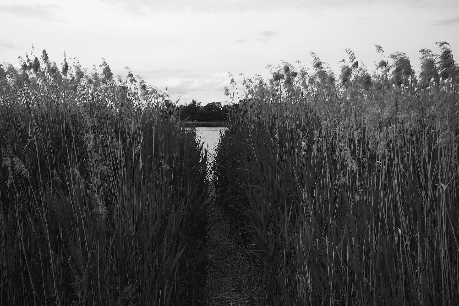 The Reed Pathway