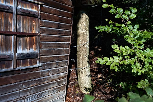 Timber and Verdant Light - This composition captures a quiet intersection between human habitation and the encroaching wild, defined by a stark contrast in texture and tone