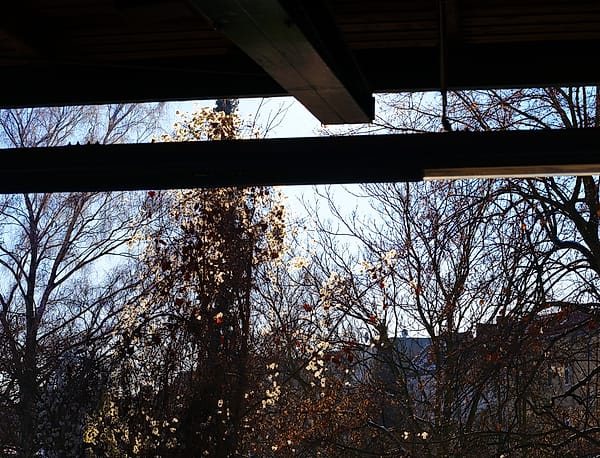 Framed Winter Light - A study in contrast where the rigid geometry of man-made shelter intersects with the chaotic organic forms of a winter landscape