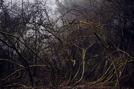 The Green Labyrinth - The work captures a haunting sense of stillness within a chaotic embrace of nature