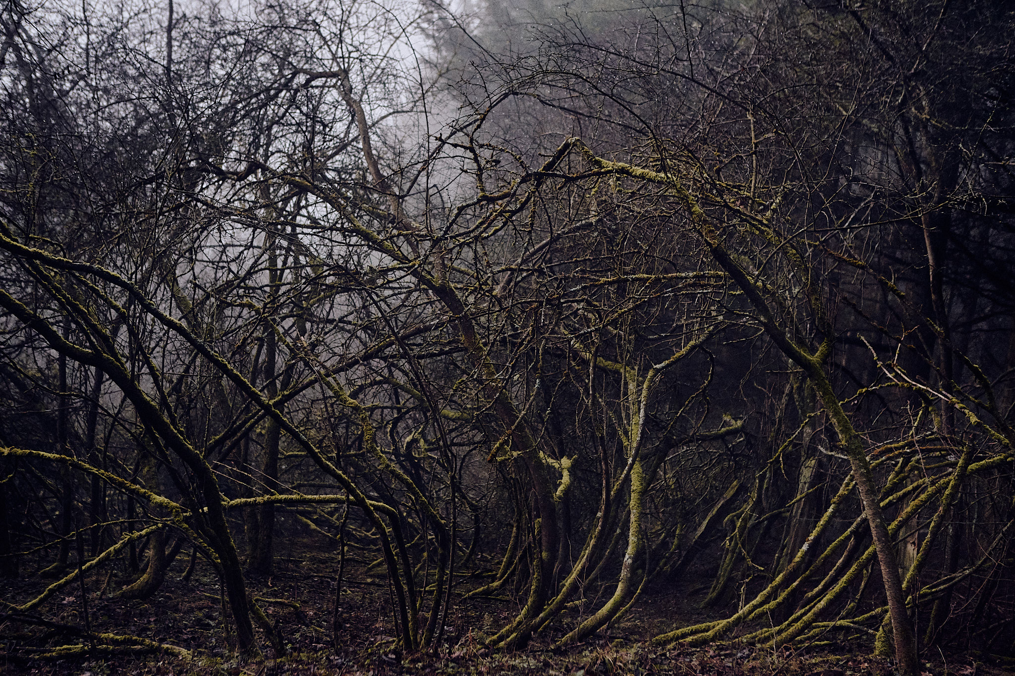 The Green Labyrinth