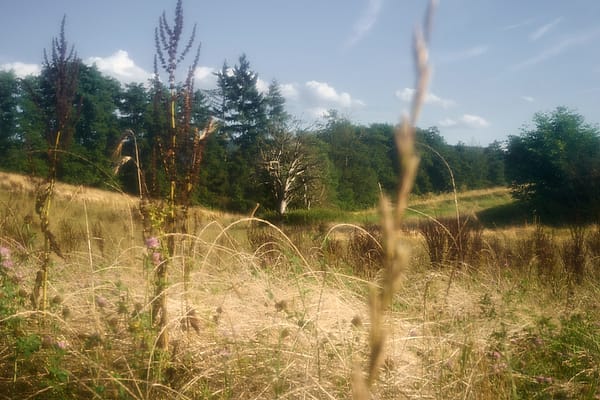 Golden Meadow Light - A hazy, sun-drenched landscape captures the fleeting warmth of a late summer afternoon
