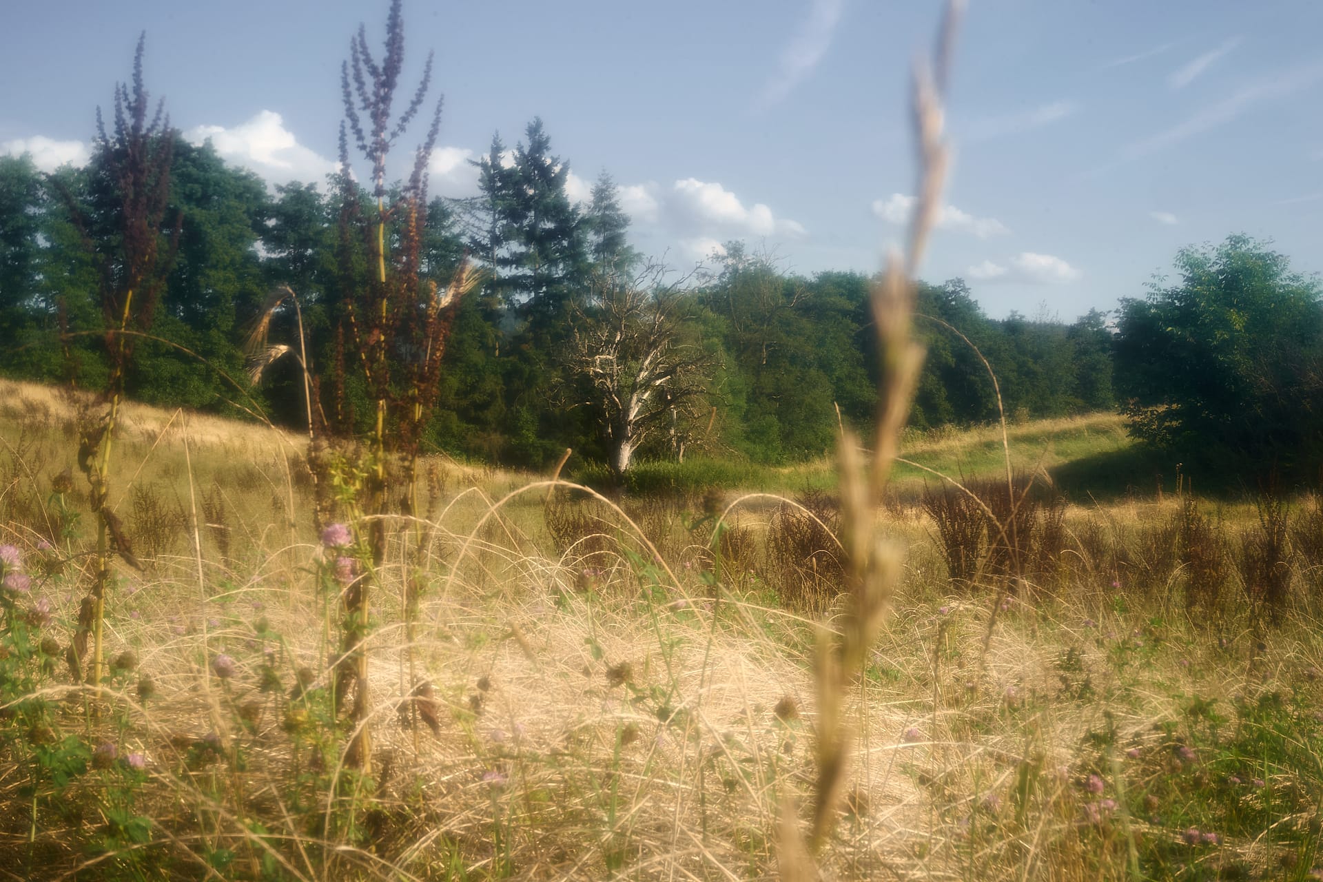 Golden Meadow Light