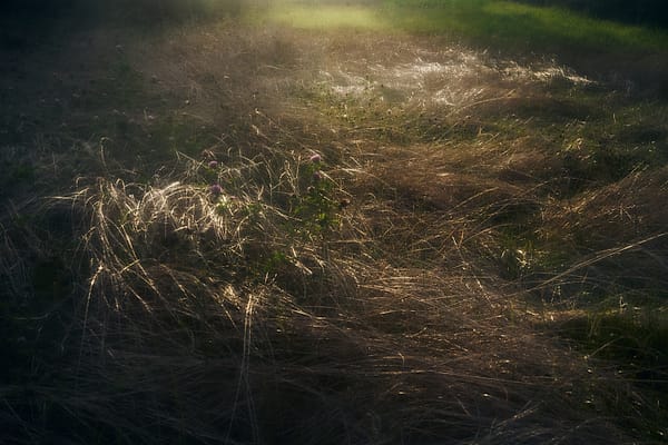 Gilded Morning Grass - A serene interplay of light and shadow transforms a simple field into a tapestry of golden warmth