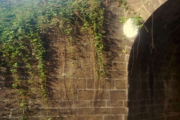 Sun-Drenched Stone and Ivy - This piece captures a serene moment where the permanence of architecture meets the persistent, softening touch of nature