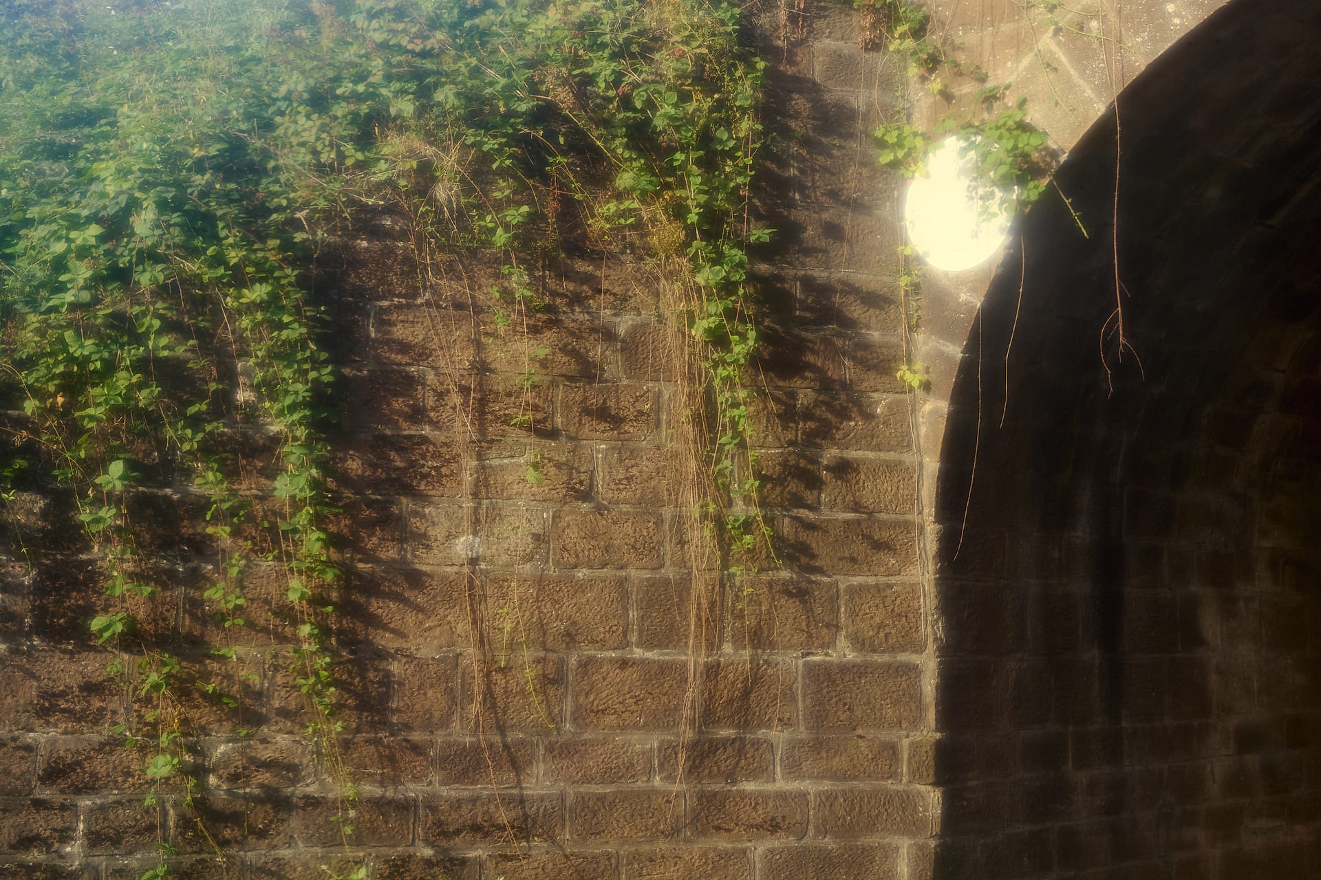 Sun-Drenched Stone and Ivy