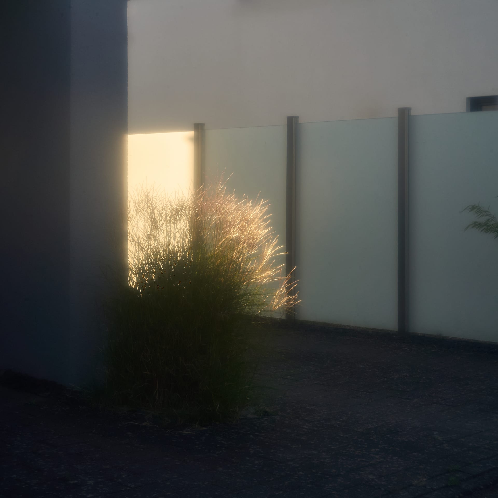 Gilded Solitude