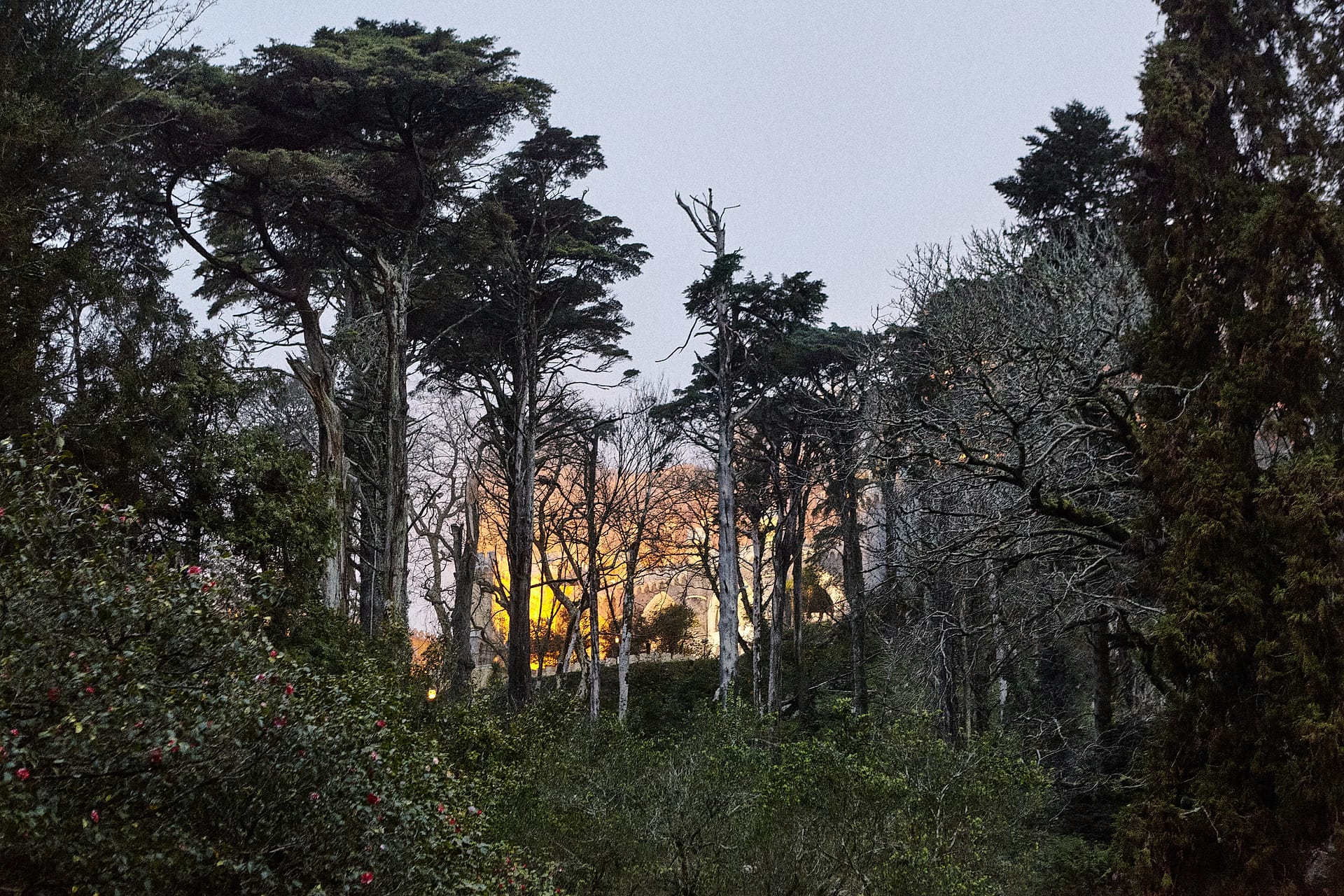Twilight Through the Pines