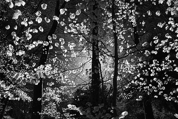 Silvered Forest Canopy - A mesmerizing interplay of light and shadow transforms a dense woodland into a tapestry of high-contrast textures