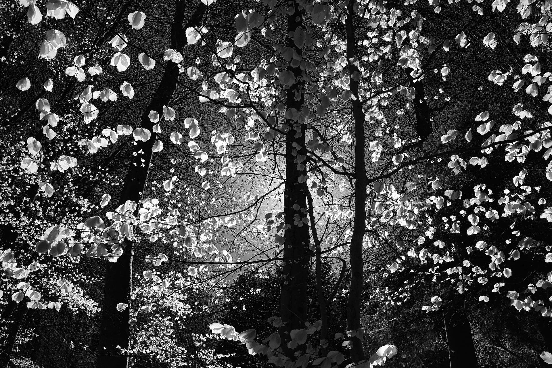 Silvered Forest Canopy