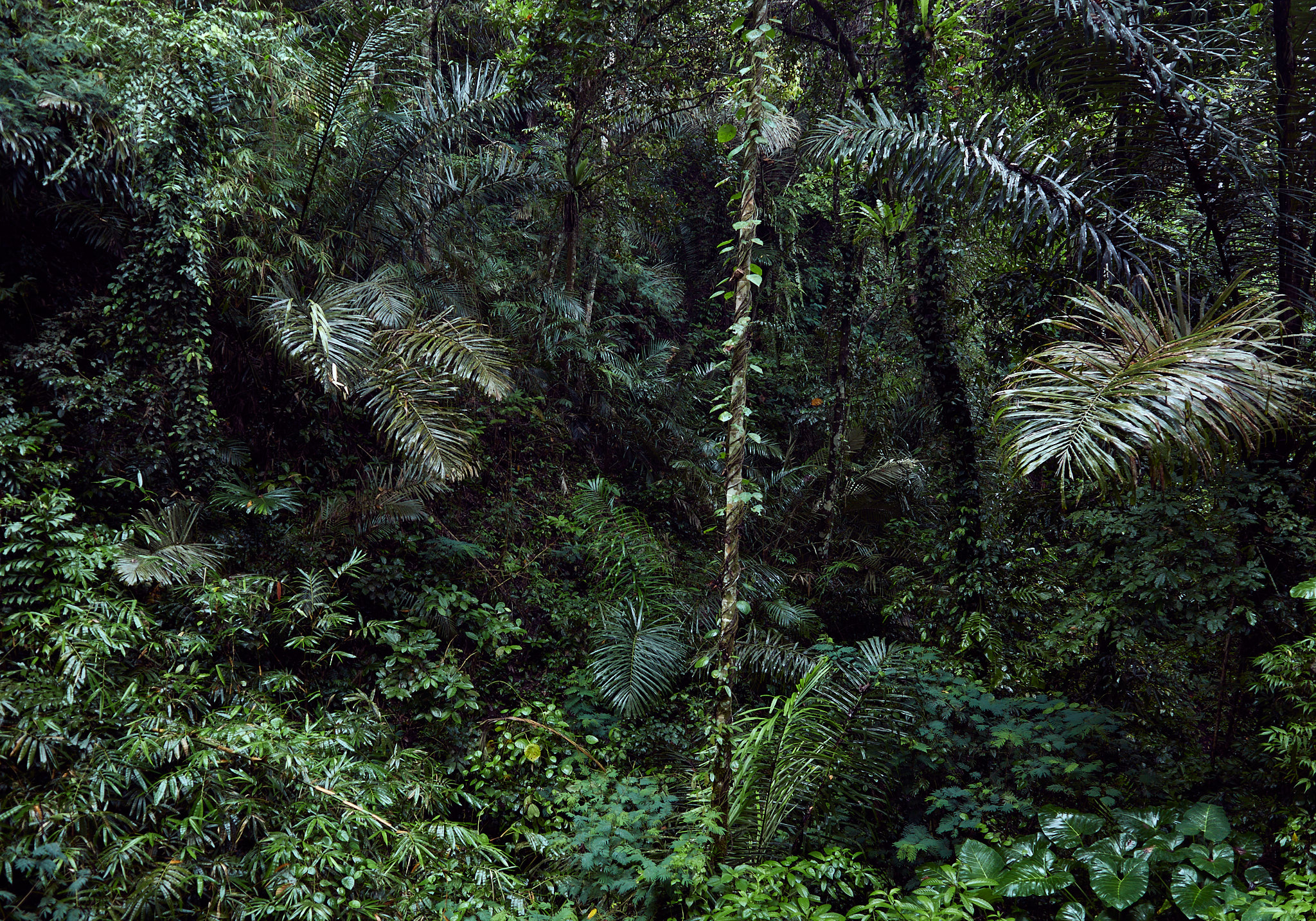 Verdant Jungle Depths - This composition immerses the viewer in the dense, breathless atmosphere of an untamed jungle where light struggles to penetrate the heavy canopy