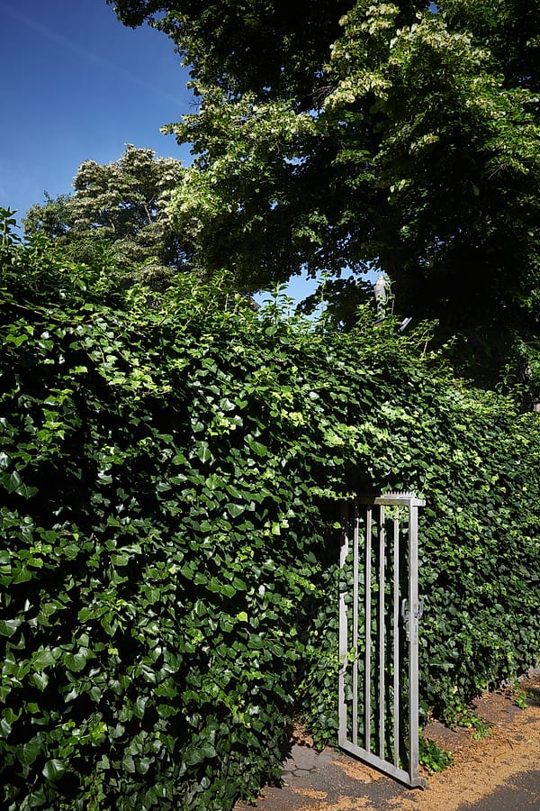 The Verdant Threshold - A dense tapestry of verdant life rises to meet the azure sky, punctuated by a singular, rigid aperture of pale metal