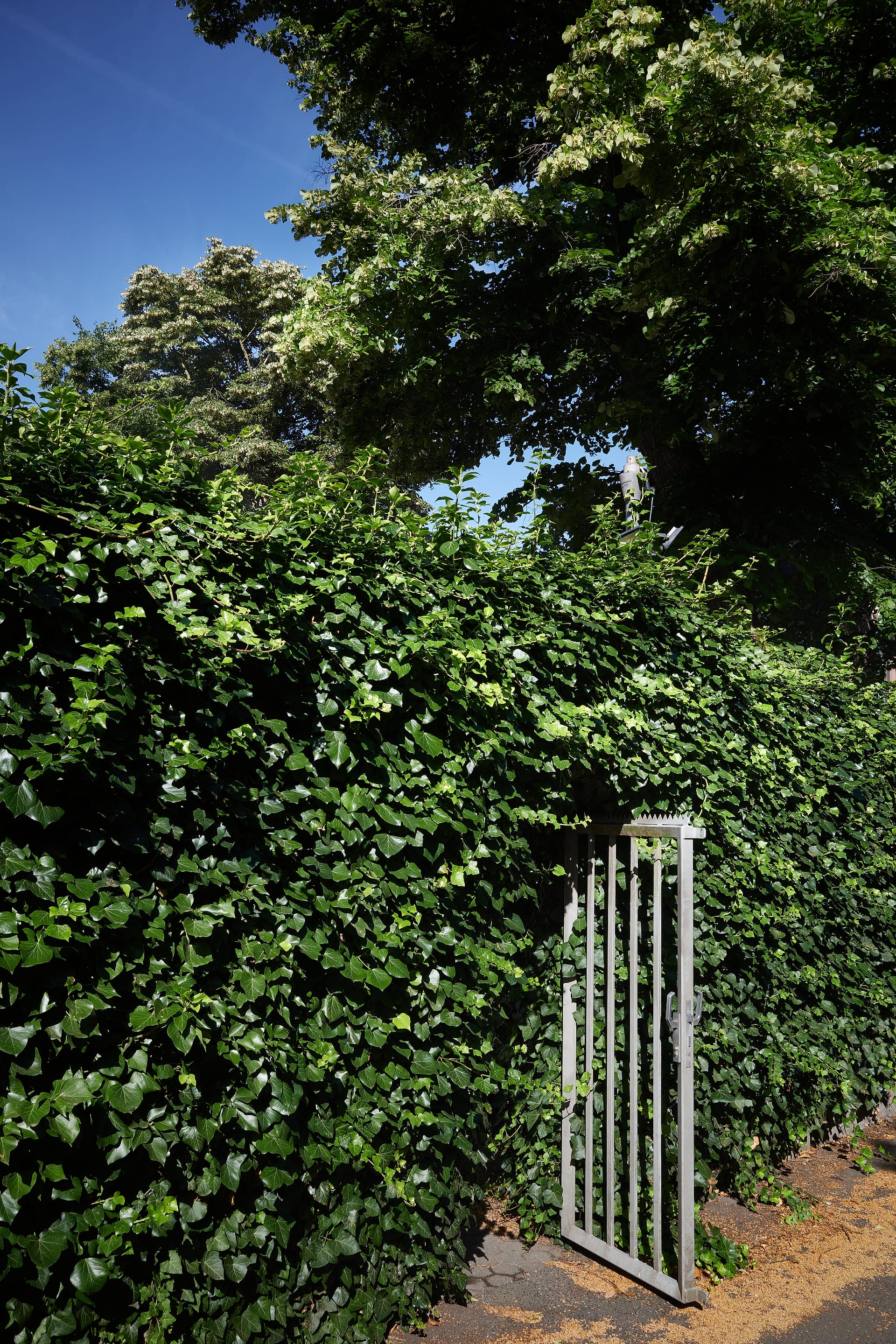 The Verdant Threshold