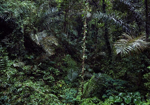 Verdant Canopy Shadows - This work immerses the viewer in the suffocating yet serene embrace of a dense tropical ecosystem