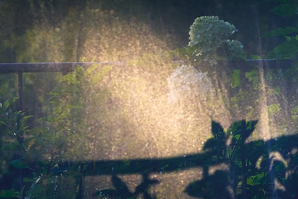 Gilded Garden Haze - This piece serves as a meditation on the transient nature of light, capturing a fleeting moment where the physical world dissolves into pure radiance