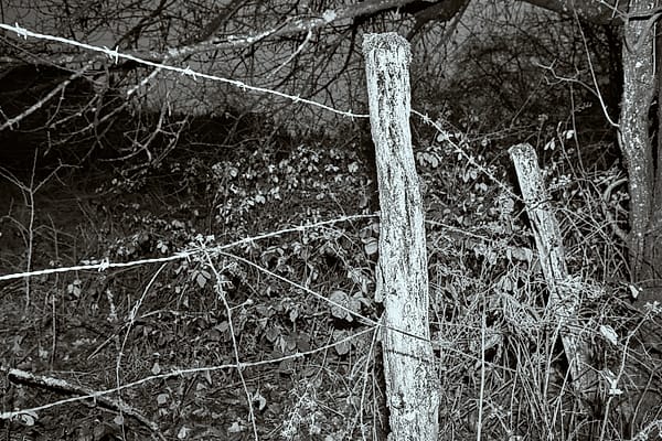 Weathered Fence Line - This work captures the quiet erosion of human order by the persistent, encroaching force of nature