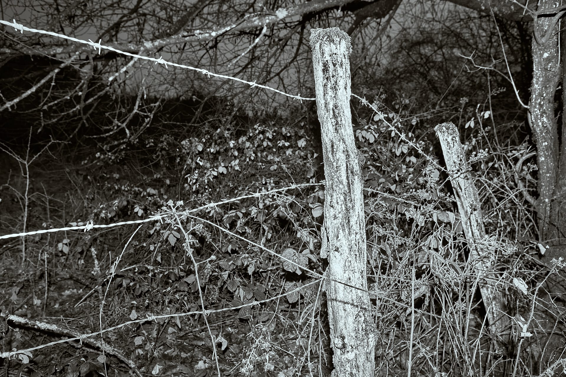 Weathered Fence Line