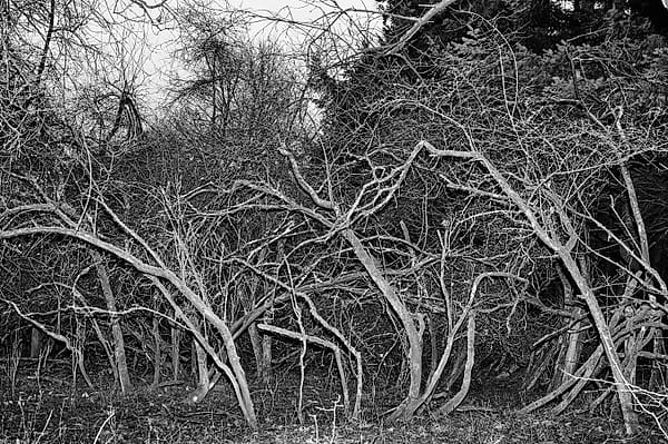 The Grey Thicket - A complex web of organic lines creates a chaotic yet rhythmic visual texture that speaks to the dormant energy of the natural world