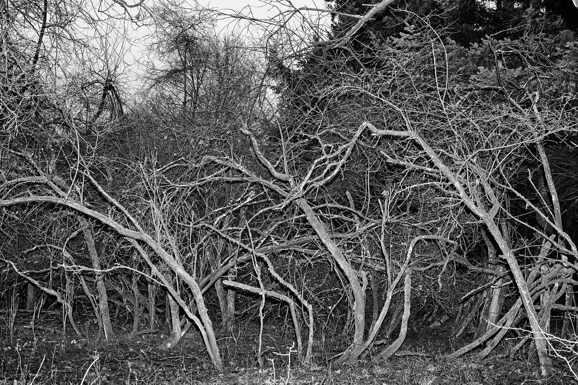 The Grey Thicket