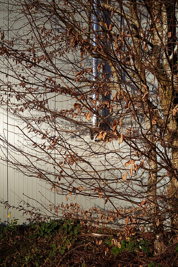 Golden Hour Tangle - This composition serves as a quiet meditation on the transition between seasons, where the chaotic elegance of nature is projected against a stark, man-made backdrop
