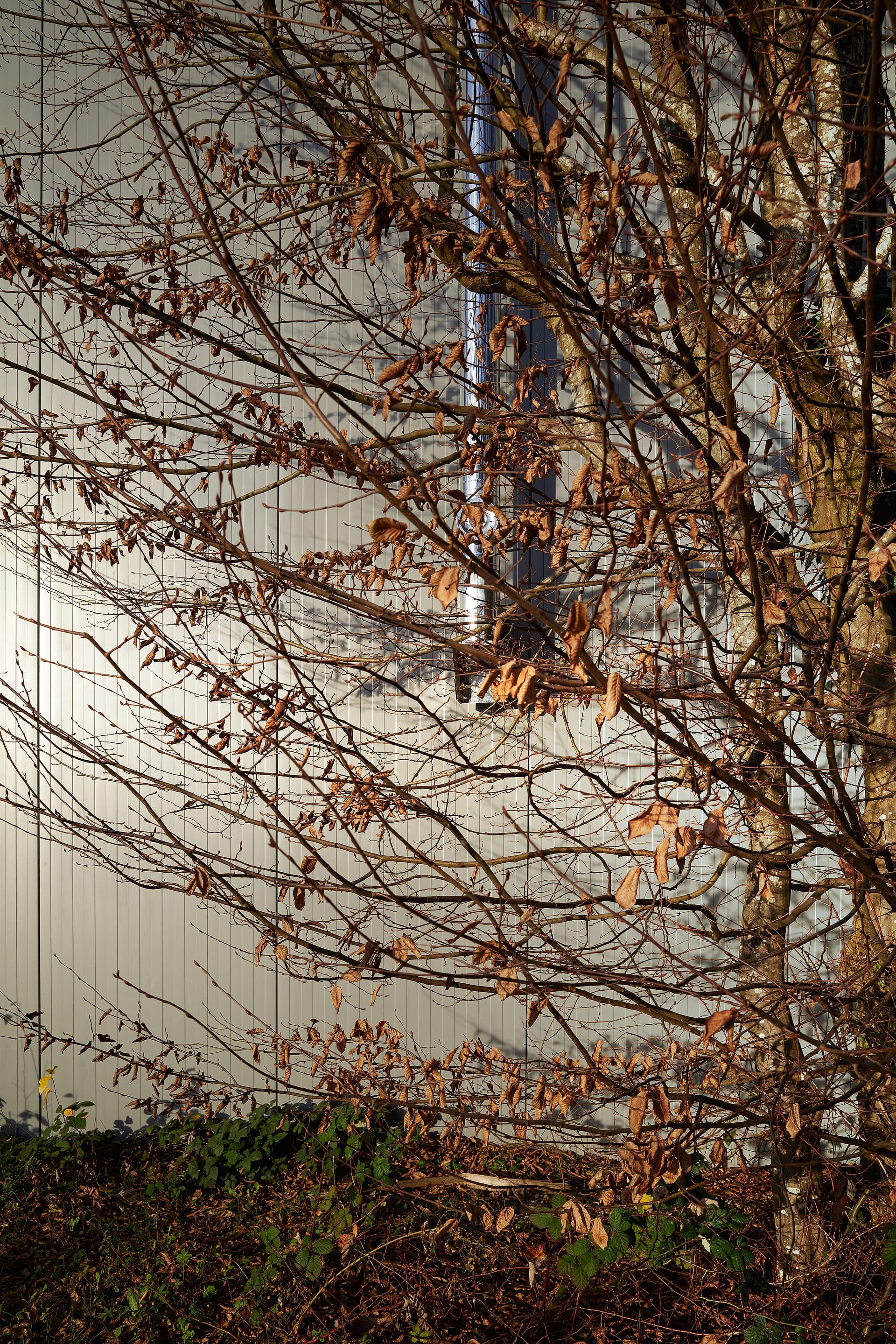 Golden Hour Tangle