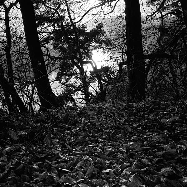 Sunlight Through the Trees - A stark interplay of light and shadow defines this monochromatic woodland scene, evoking a sense of quiet solitude and natural stillness