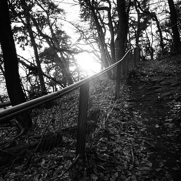 The Silent Ascent - A study in contrast and direction, this work evokes the quiet determination of an upward journey through a dormant landscape