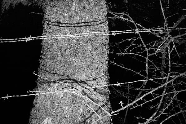 The Iron Embrace - A stark confrontation between organic resilience and industrial harshness defines the somber mood